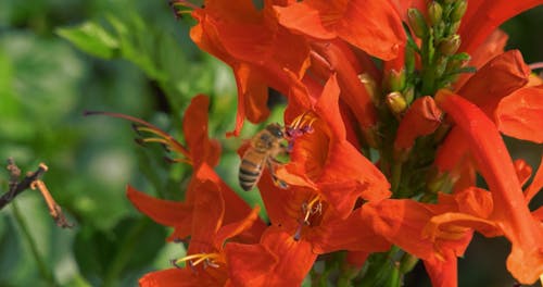 A Bee Pollinating on Red Flowers in Full Bloom