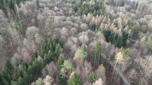 A Drone Footage of Trees in the Forest