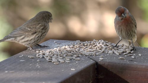 A Couple of House Finches Eating Sunflower Seeds