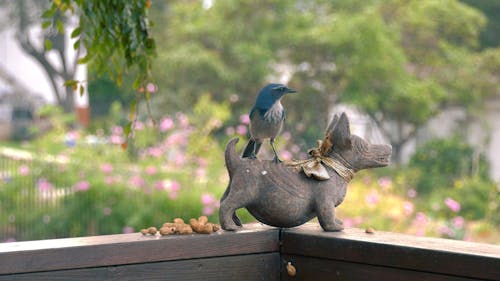 A Blue and Gray Bird Perching on the Dog Sculpture 