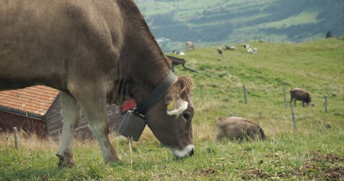 Close up of a Cow Grazing in a Field 