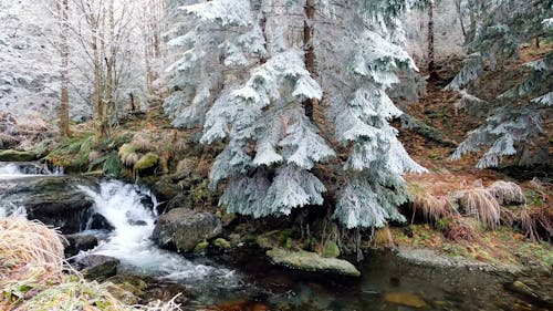 A Small Cascade in a Forest with White Trees 