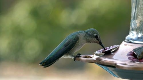 Close up of Hummingbirds Eating from a Bird Feeder