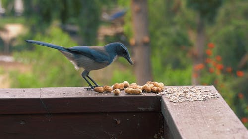 Close up of a Scrub Jay Taking Peanuts from a Wooden Railing 