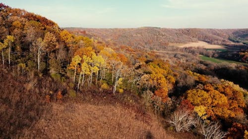 An Aerial Footage of Trees in the Forest and Mountains