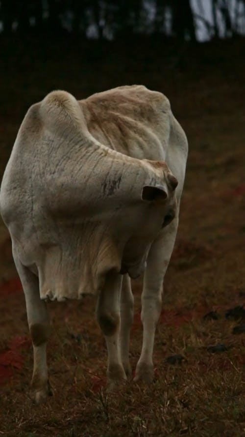 White Cow Eating Grass
