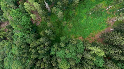 Top View of a Green Mountain Forest 