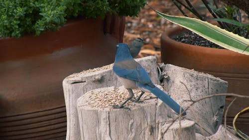 A Scrub Jay Eating Sunflower Seeds on a Tree Stump