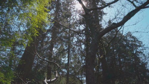 Video Of Tall Trees In The Park
