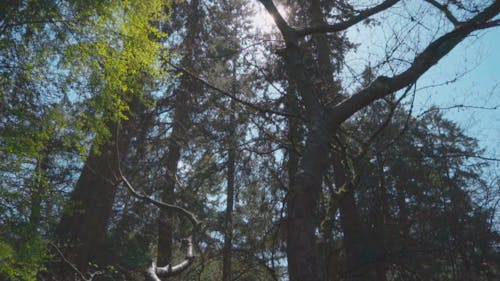 Video Van Hoge Bomen In Het Park