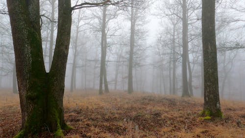 A Forest with Brown Grass Field During Autumn 