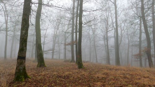 Woods Under the Thick Fog 