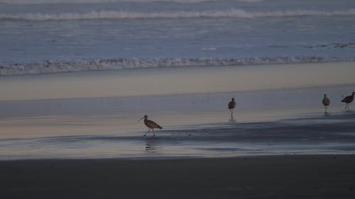 Whimbrels on the Beach at Low Tide