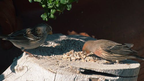 Two House Finches Eating Sunflower Seeds from a Tree Stump