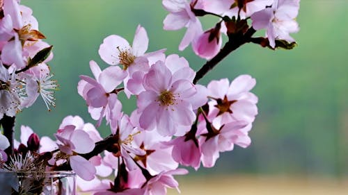Blooming Cherry Blossom Flowers