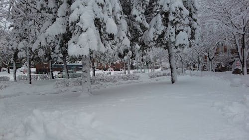 Snow Covered Trees in a Park in Montreal City, Canada 