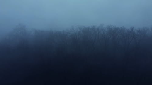 Drone Footage of Bare Trees in a Murky Forest 