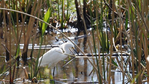 An Egret Standing in a Body of Water Surrounded by Vegetation 