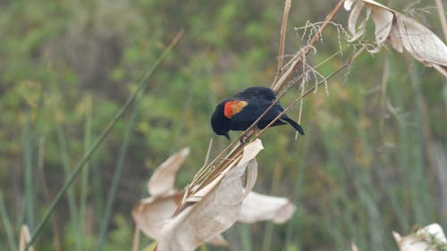 A Red Winged Blackbird Perched on a Branch