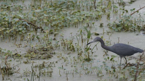 A Little Blue Heron Hunting in a Marsh 