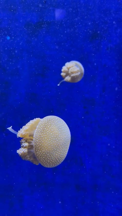 A Jellyfish Underwater