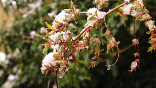 Snow on Tree Leaves 