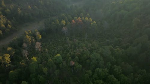 Drone Footage of Green Trees