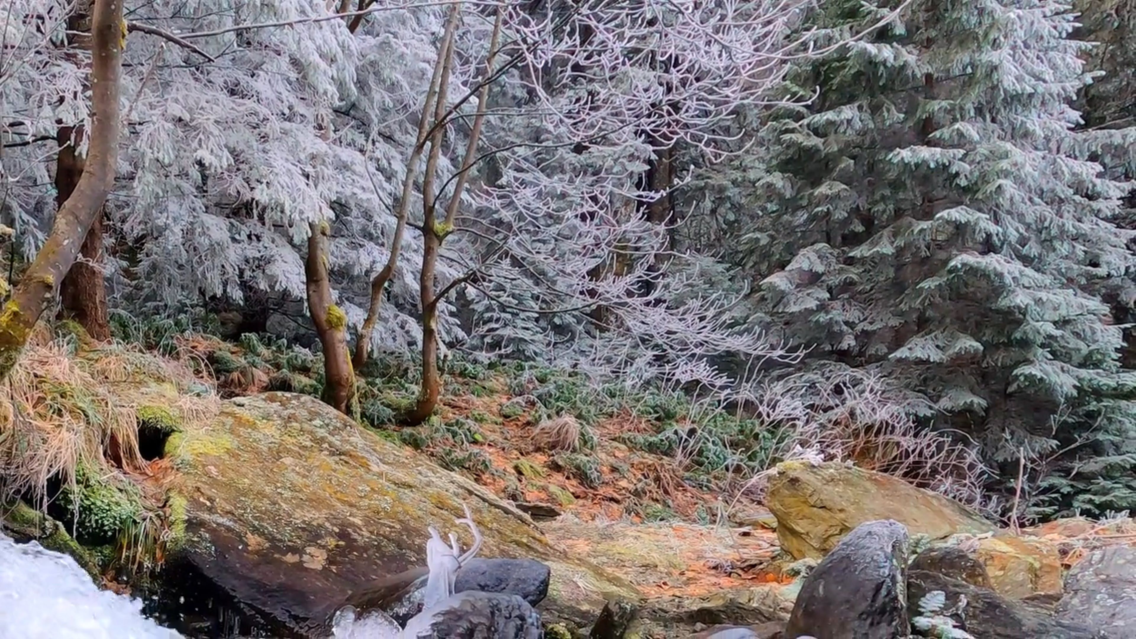 A Cascade near the Snow Covered Trees Free Stock Video Footage, Royalty ...