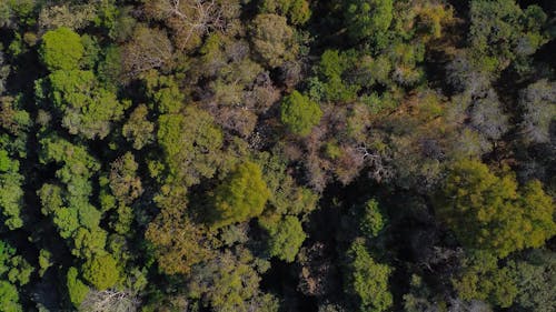 A Drone Footage of Green Trees at the Forest