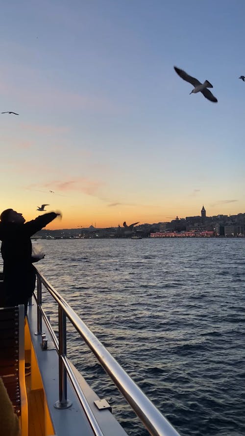 Man Feeding the Seagulls