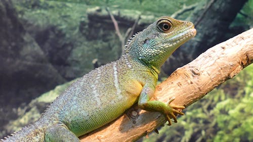 Chinese Water Dragon