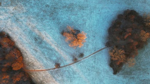 An Aerial Footage of Brown Trees on a Snow Covered Ground