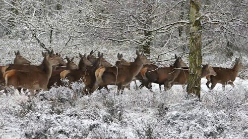 A Group Of Deer At Winter
