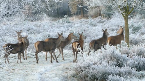 Herd Of Deer