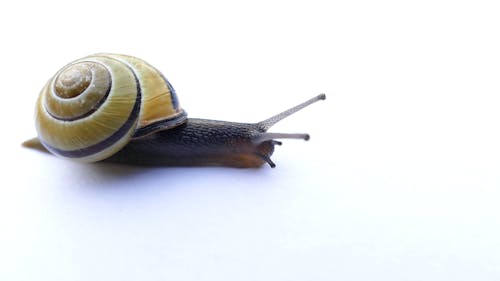 Close-Up Of A Moving Snail