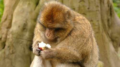 Monkey Eating An Apple