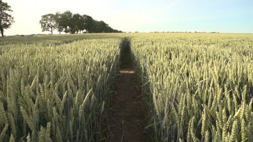 Ein Riesiges Land Aus Grünem Weizen