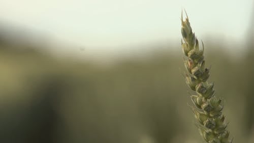 Видео огромного пшеничного поля