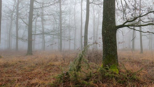 Leafless Trees in the Woods 