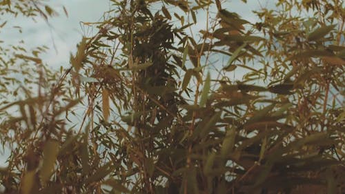 Bamboo Tree Bending With The Wind