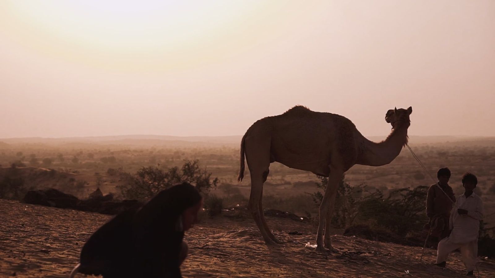 Camel Caravan in the Arabian Desert Landscape Free Stock Video Footage ...