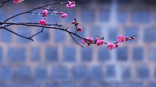A Plum Blossom on a Tree Branches