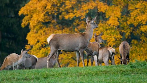A Herd of Deers in a Meadow