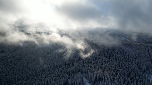 Aerial Video of Thick Fog Over the Forest Trees 