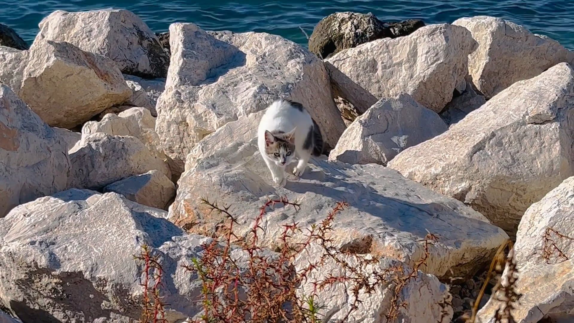 A Stray Cat on the Rocks Near the Ocean Free Stock Video Footage ...