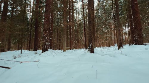 A Tree Trunks on a Snow Covered Ground