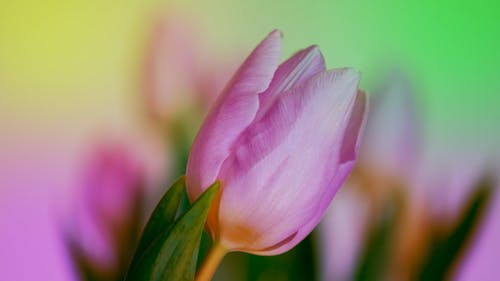 A Pink Tulip in Full Bloom