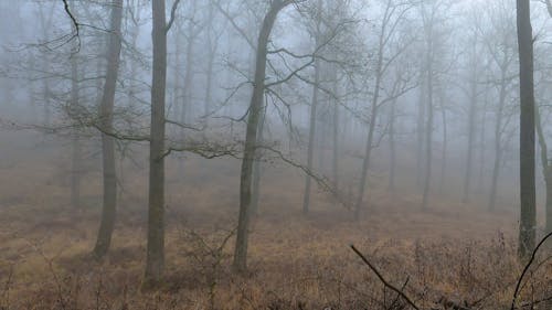 Tall Bare Trees in the Woods 