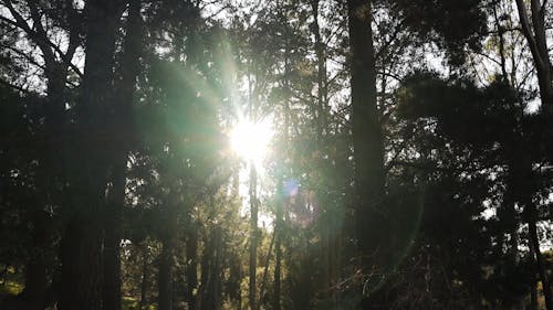 A Sunlight Between Trees in the Forest