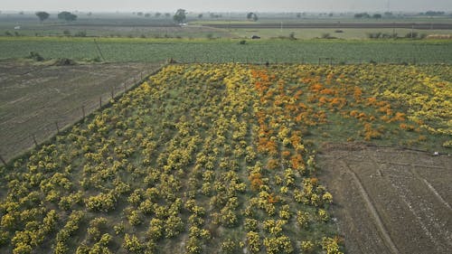 Drone Footage of a Farm Field 